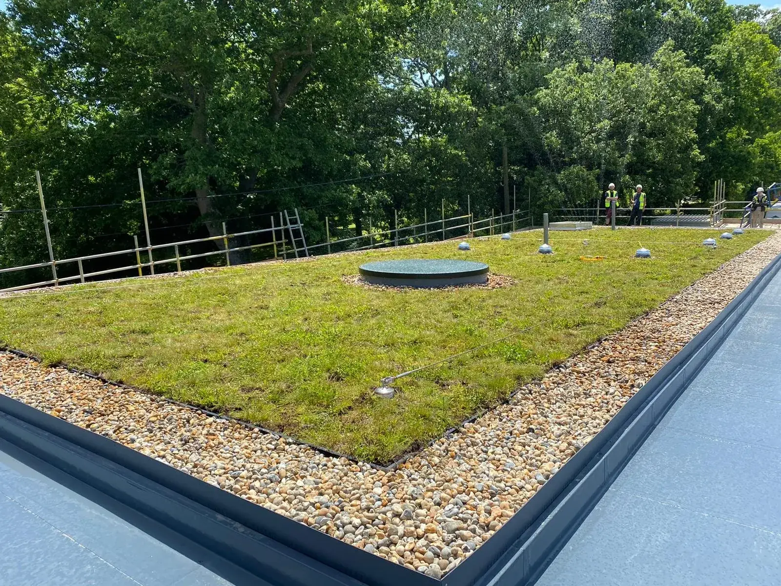Green roof planted on a flat roof