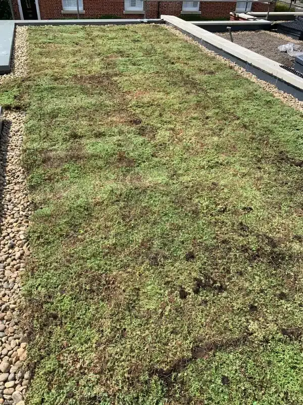 Green Roof, Winchester, photo 10